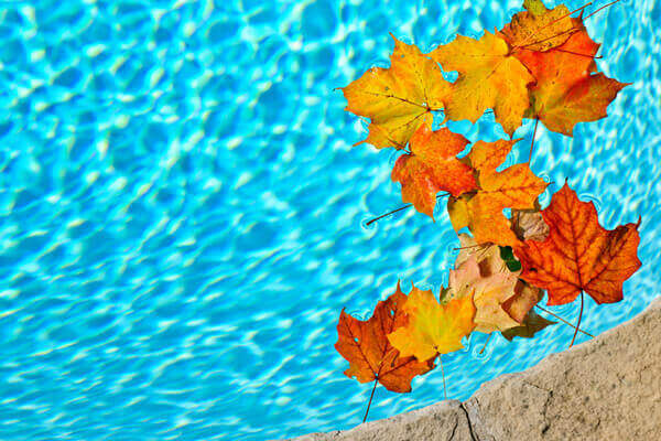 leaves-in-pool-iStock-157321528