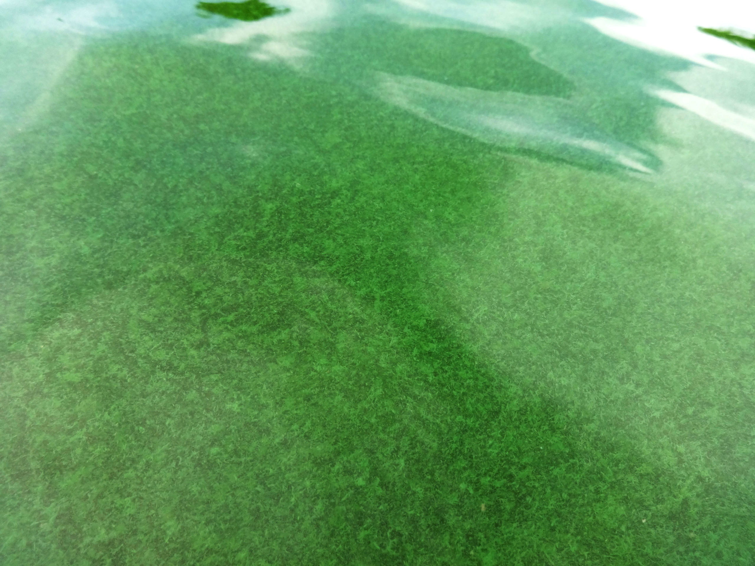 Green algae in pool water